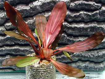 Echinodorus Deep Purple